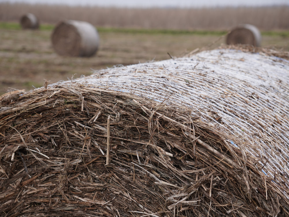 Baled hemp stalks in a field near Elbląg