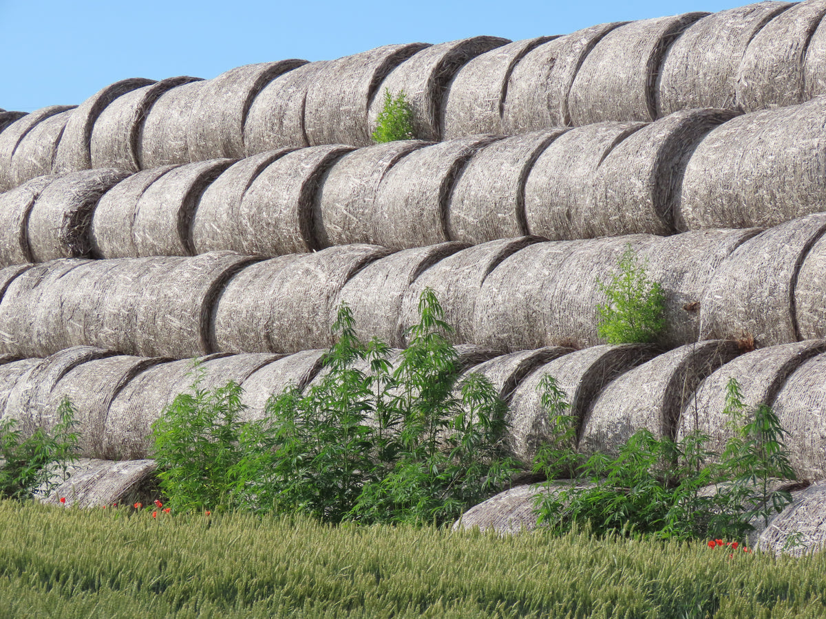 Hemp bales stacked at the edge of a field in northern Poland